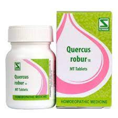 Quercus robur 1x